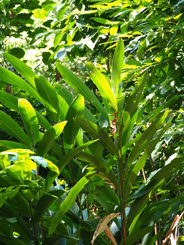 Alpinia Zerumbet