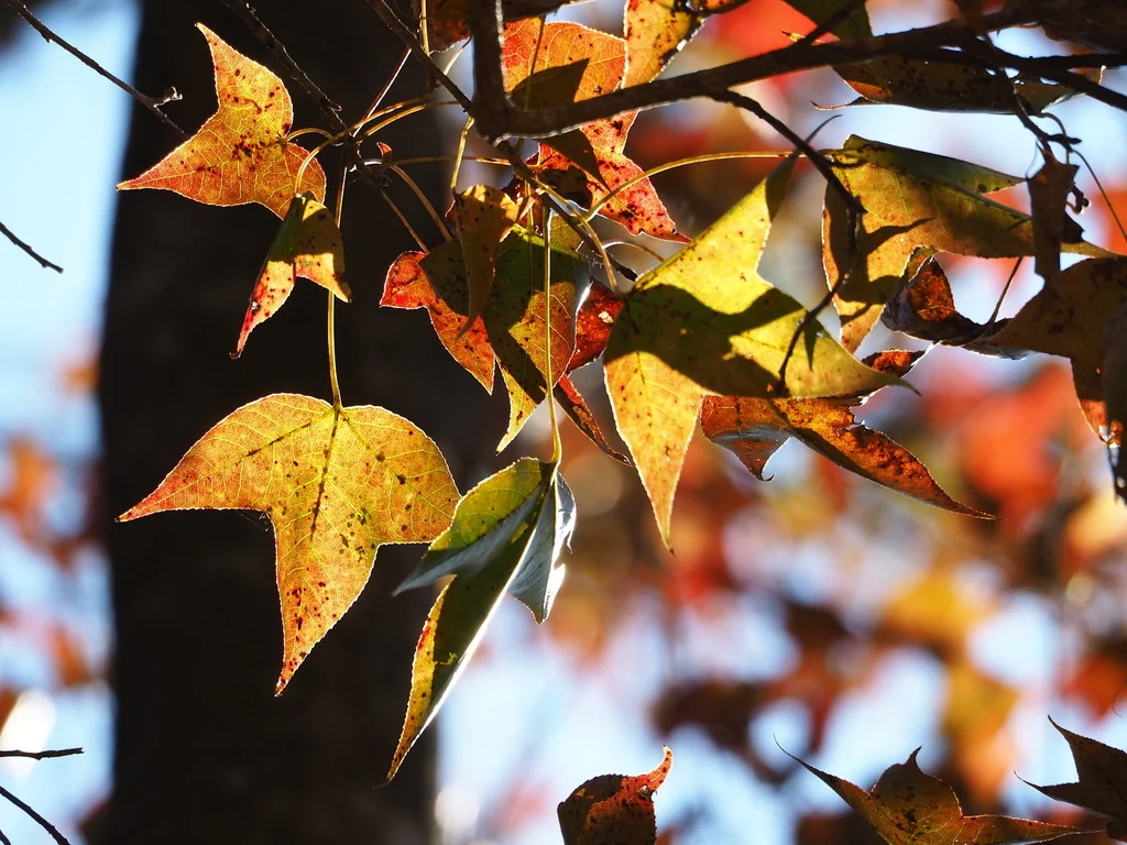 Liquidambar Formosana