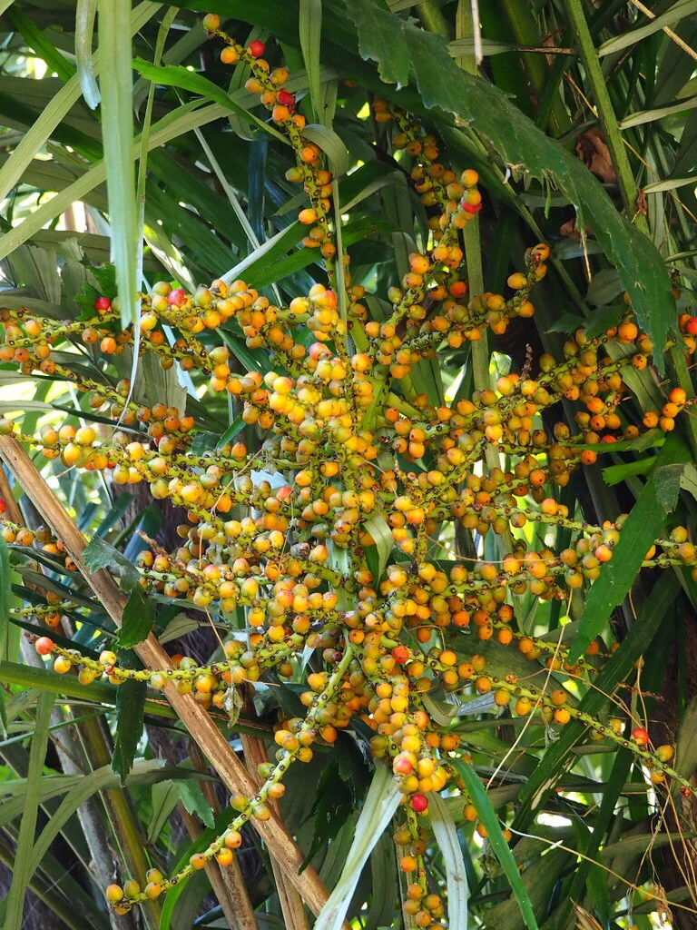 Arenga Engleri