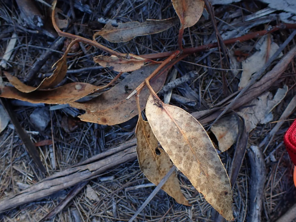 Eucalyptus Globulus