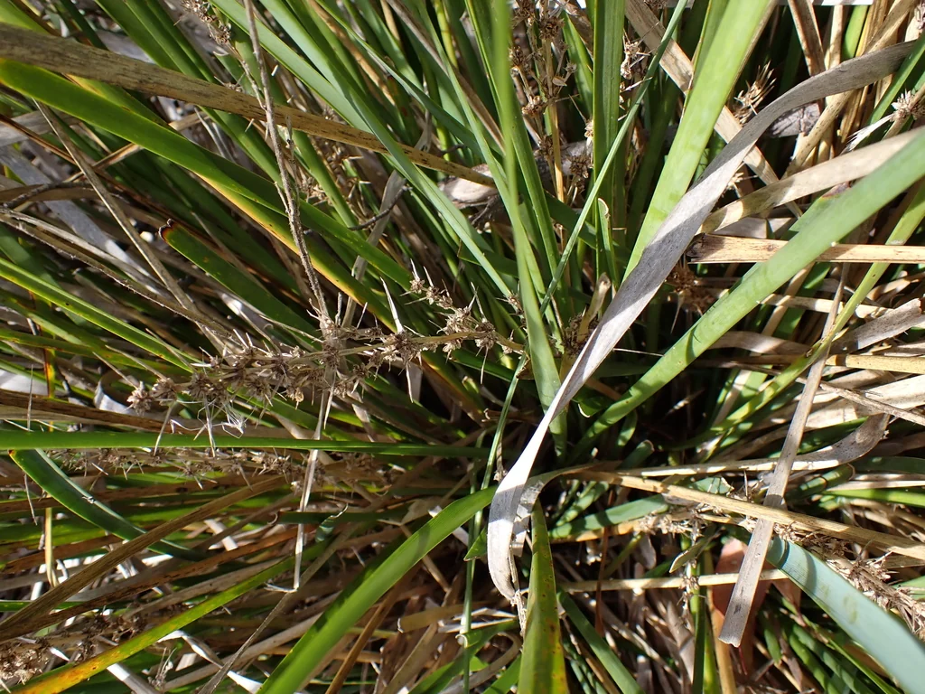 Lomandra Longifolia