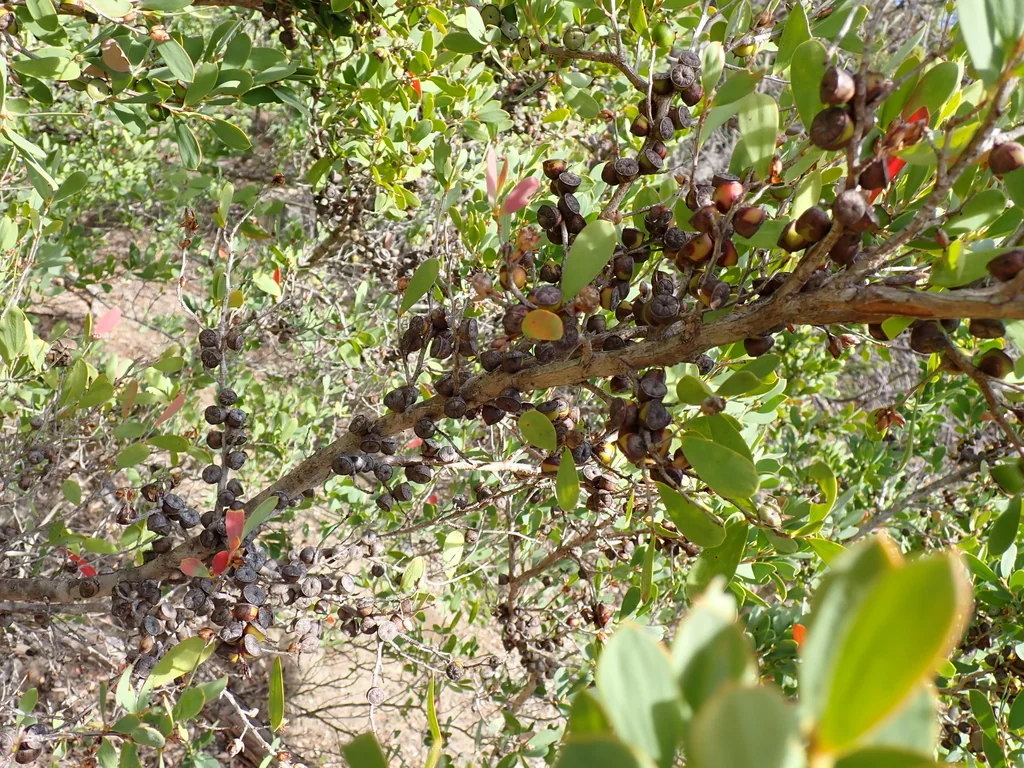 Leptospermum Laevigatum