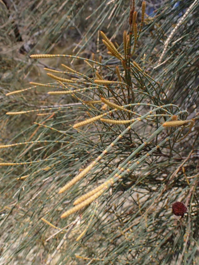 Casuarina stricta