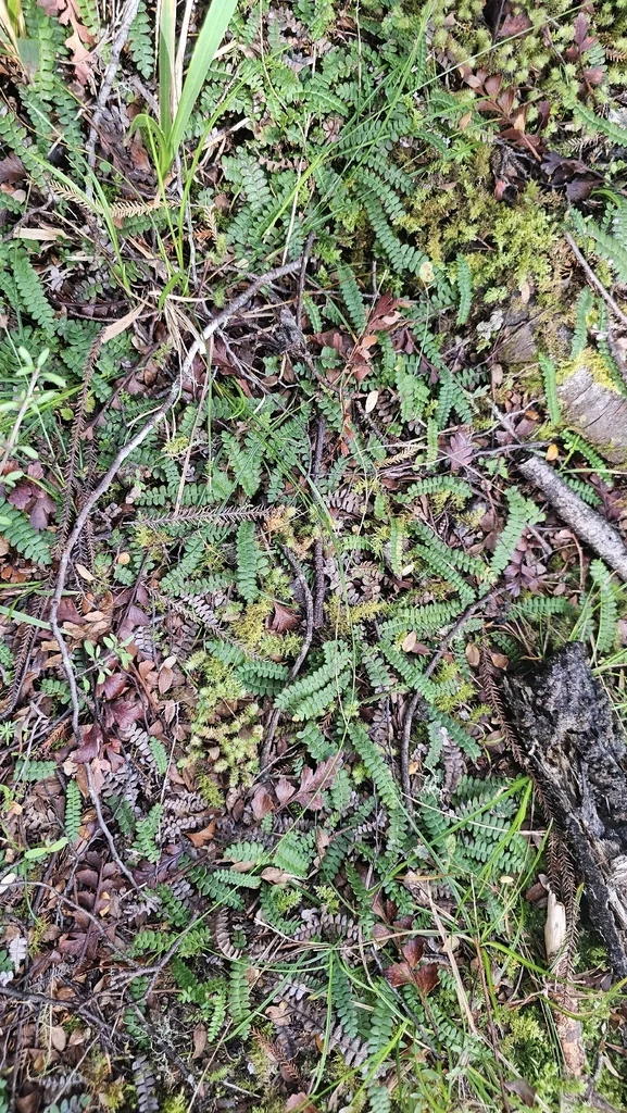 Blechnum Penna-Marina