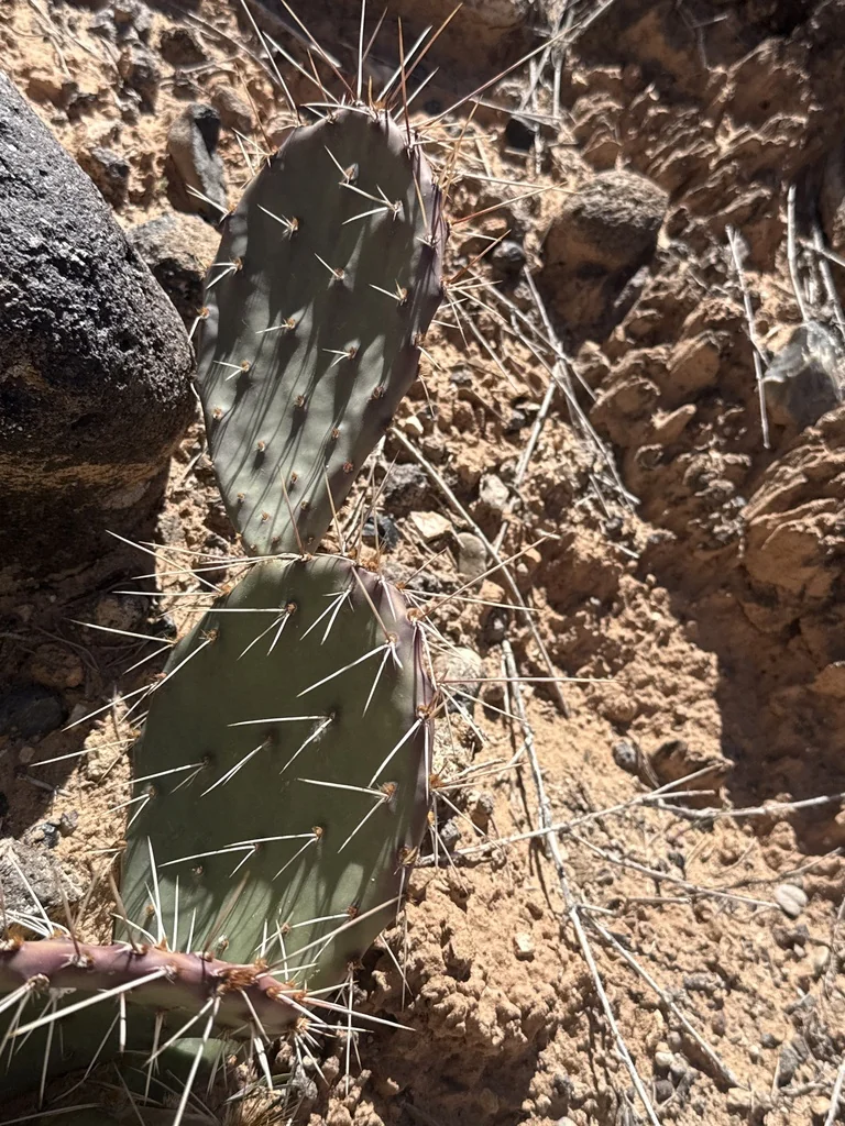 Opuntia Phaeacantha