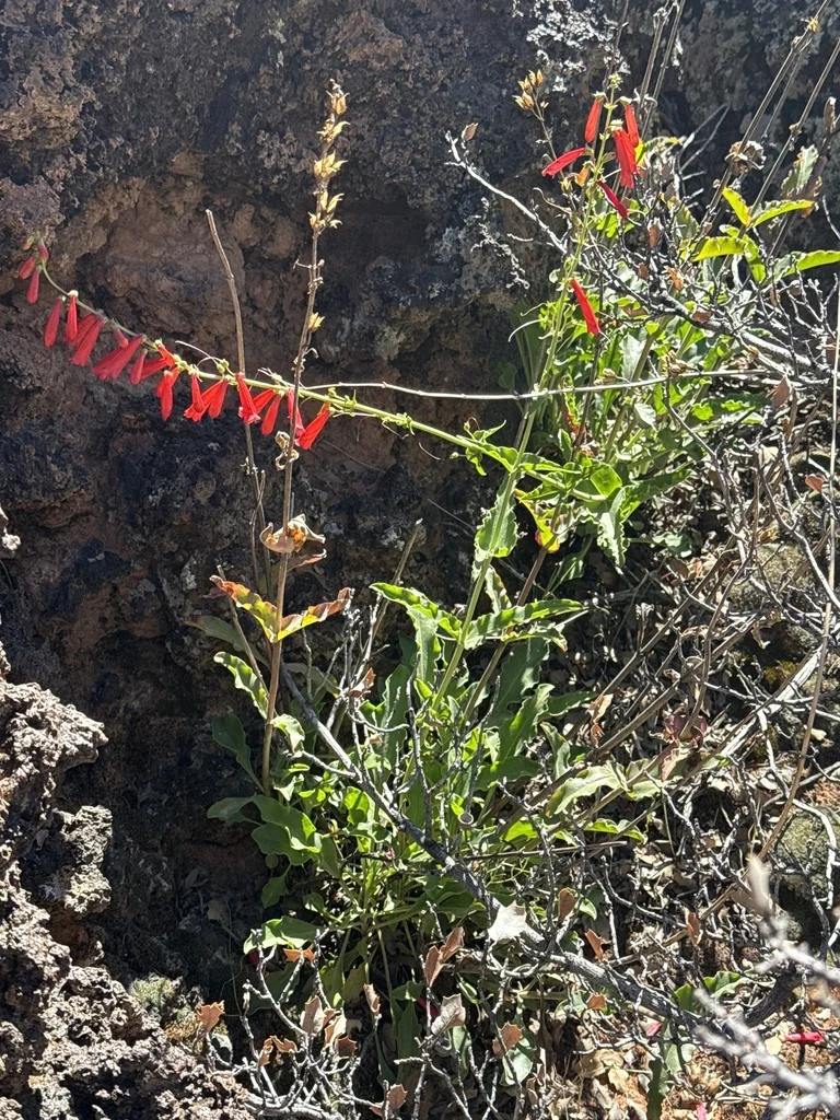 Penstemon Eatonii