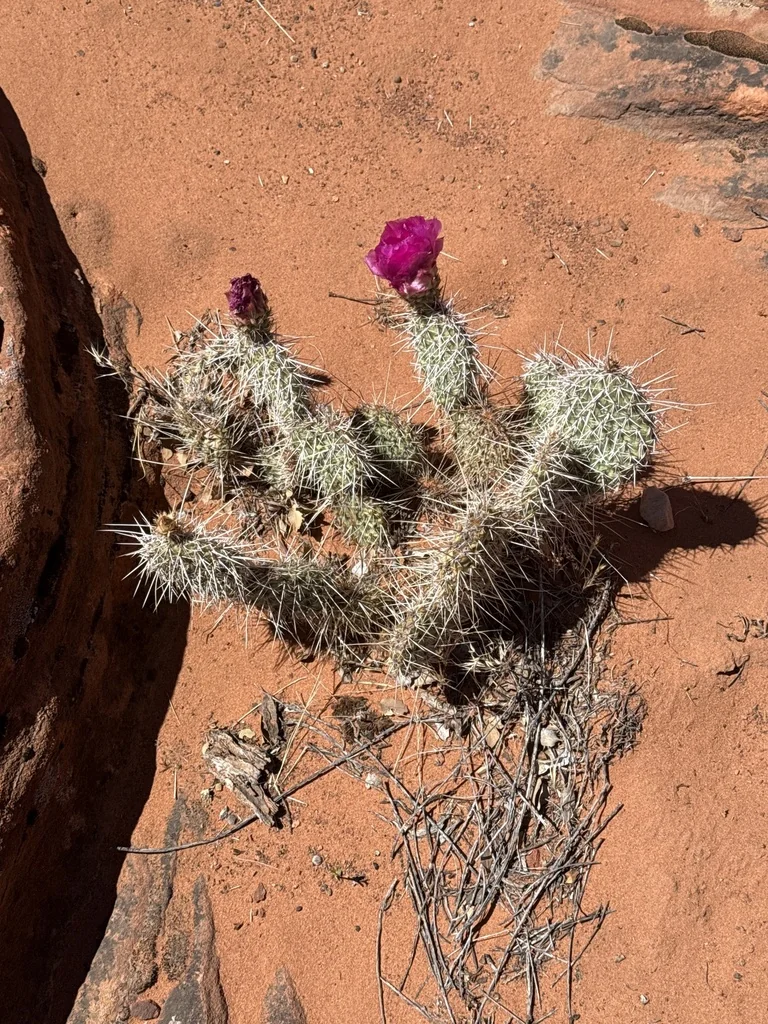 Opuntia Erinacea