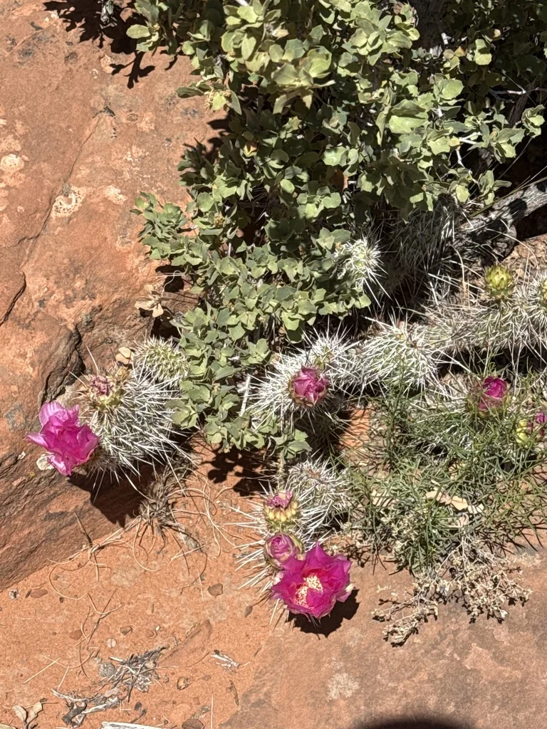 Opuntia Erinacea