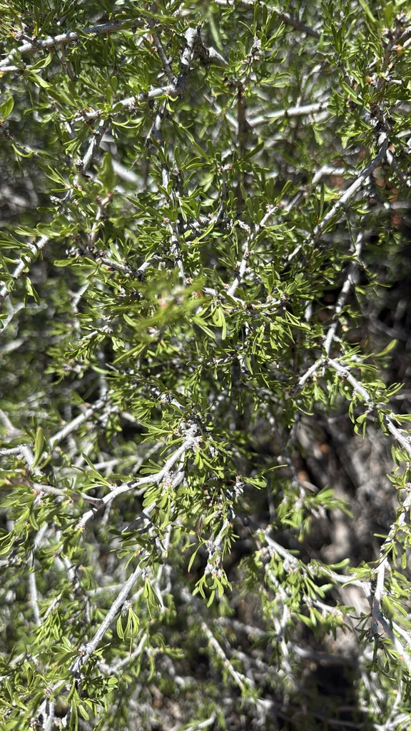 Prunus Fasciculata