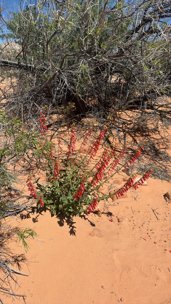 Penstemon Eatonii