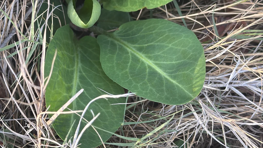 Anemopsis Californica