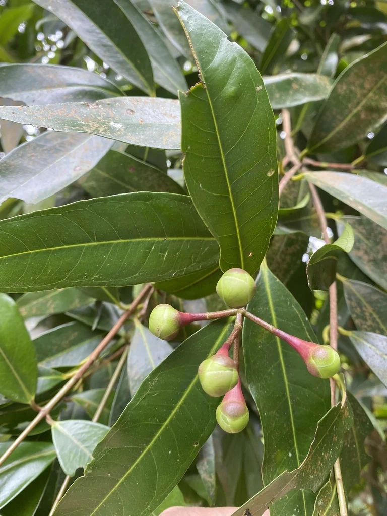 Syzygium Jambos