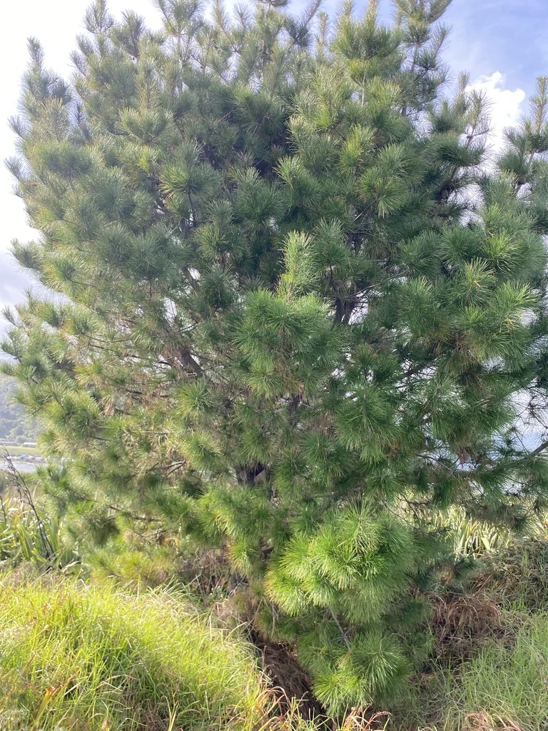 Pinus Radiata