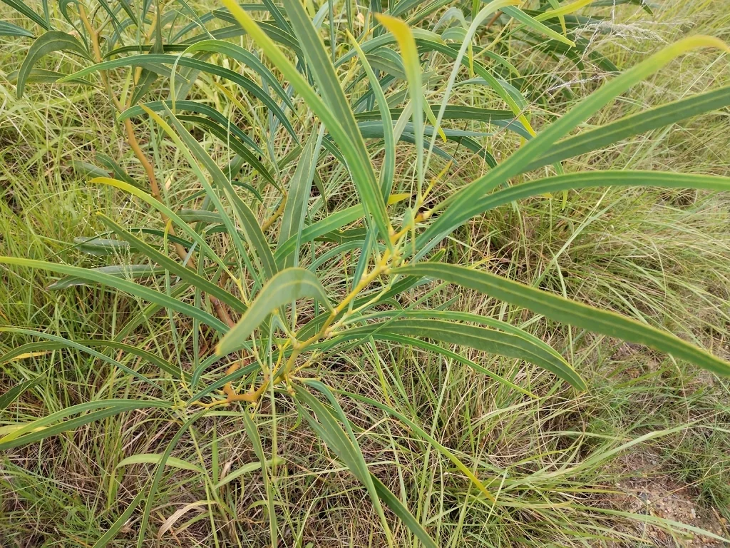 Acacia Saligna
