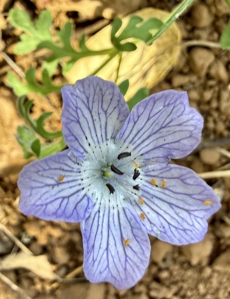 Nemophila Menziesii