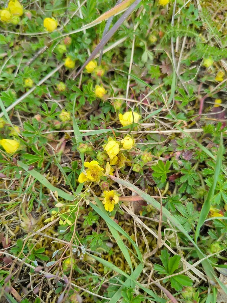 Potentilla Neumanniana