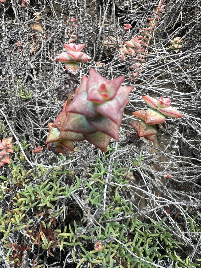 Crassula Perforata