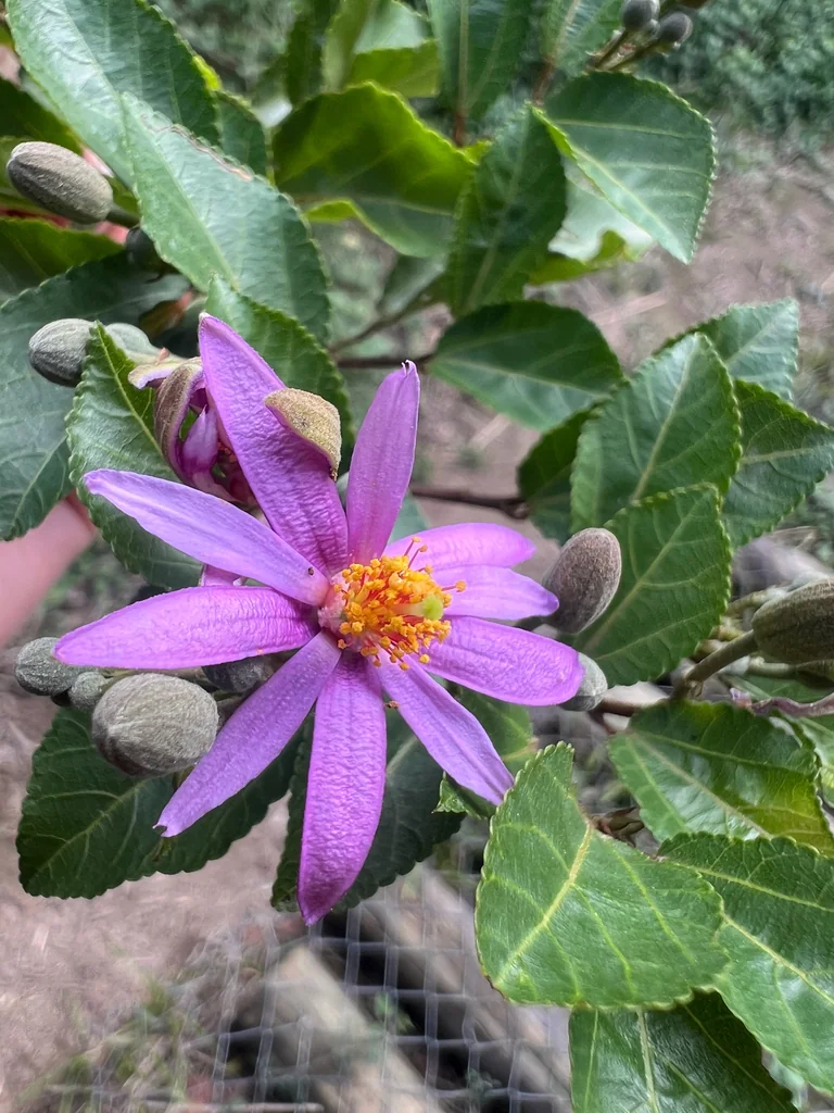 Grewia Occidentalis