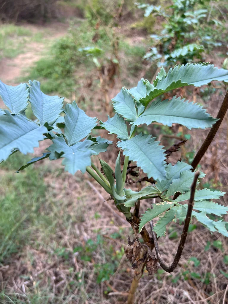 Melianthus Major