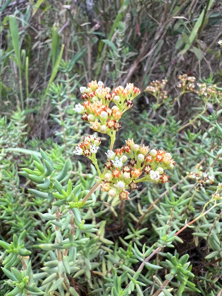Crassula Tetragona