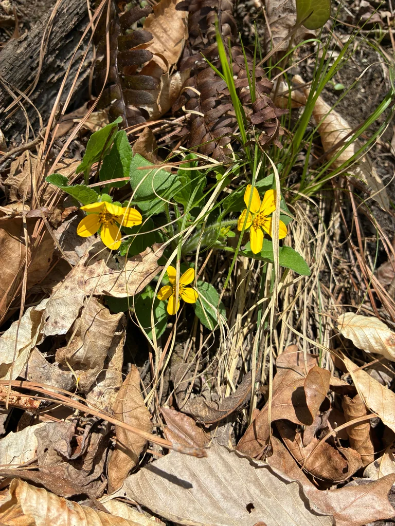 Chrysogonum Virginianum