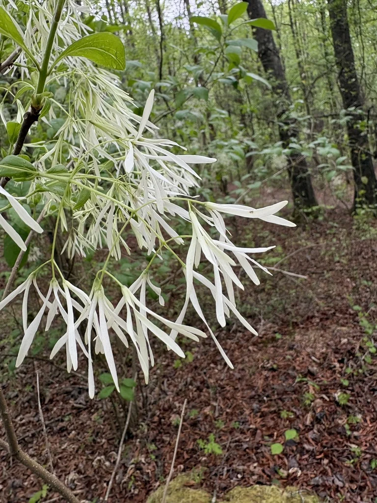 Chionanthus Virginicus