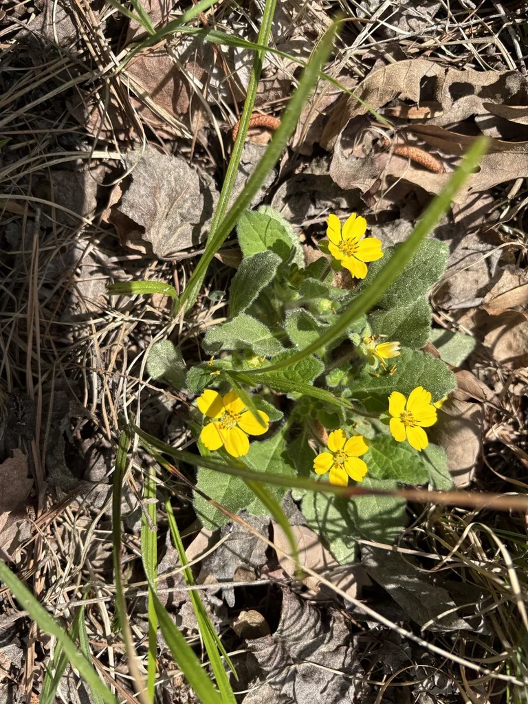Chrysogonum Virginianum