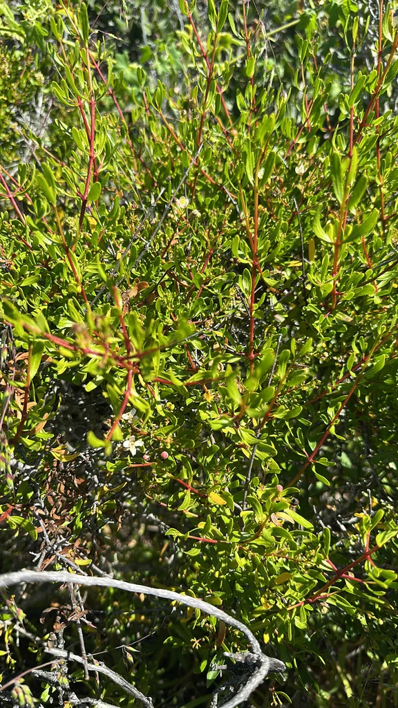 Cneoridium Dumosum