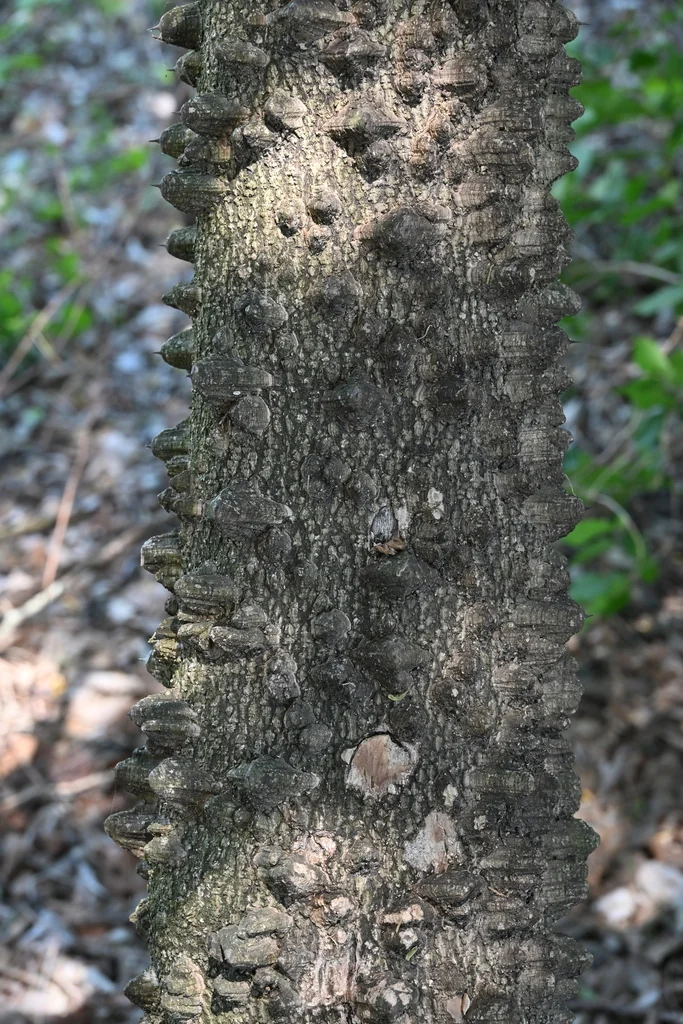 Zanthoxylum Clava-Herculis