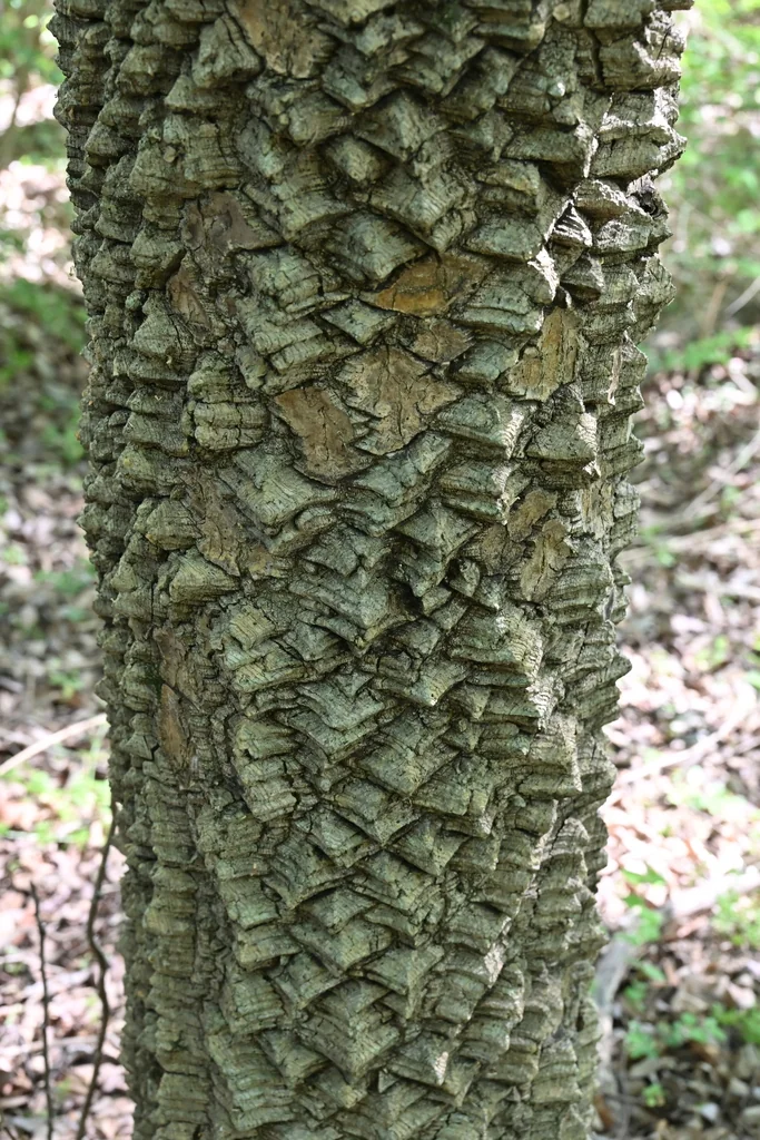 Zanthoxylum Clava-Herculis