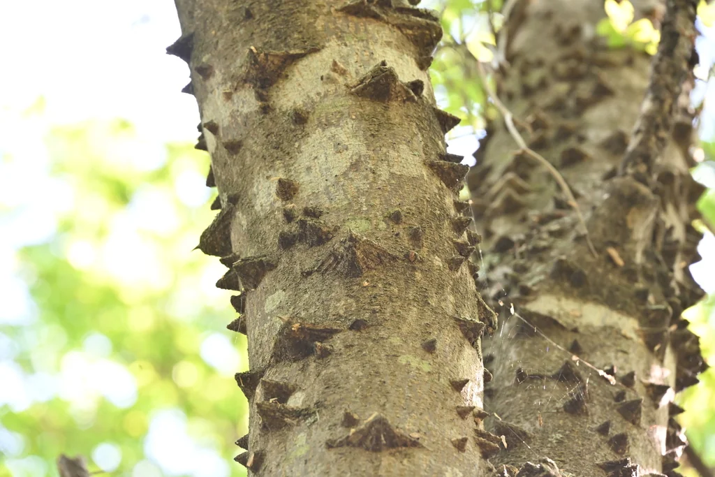 Zanthoxylum Clava-Herculis