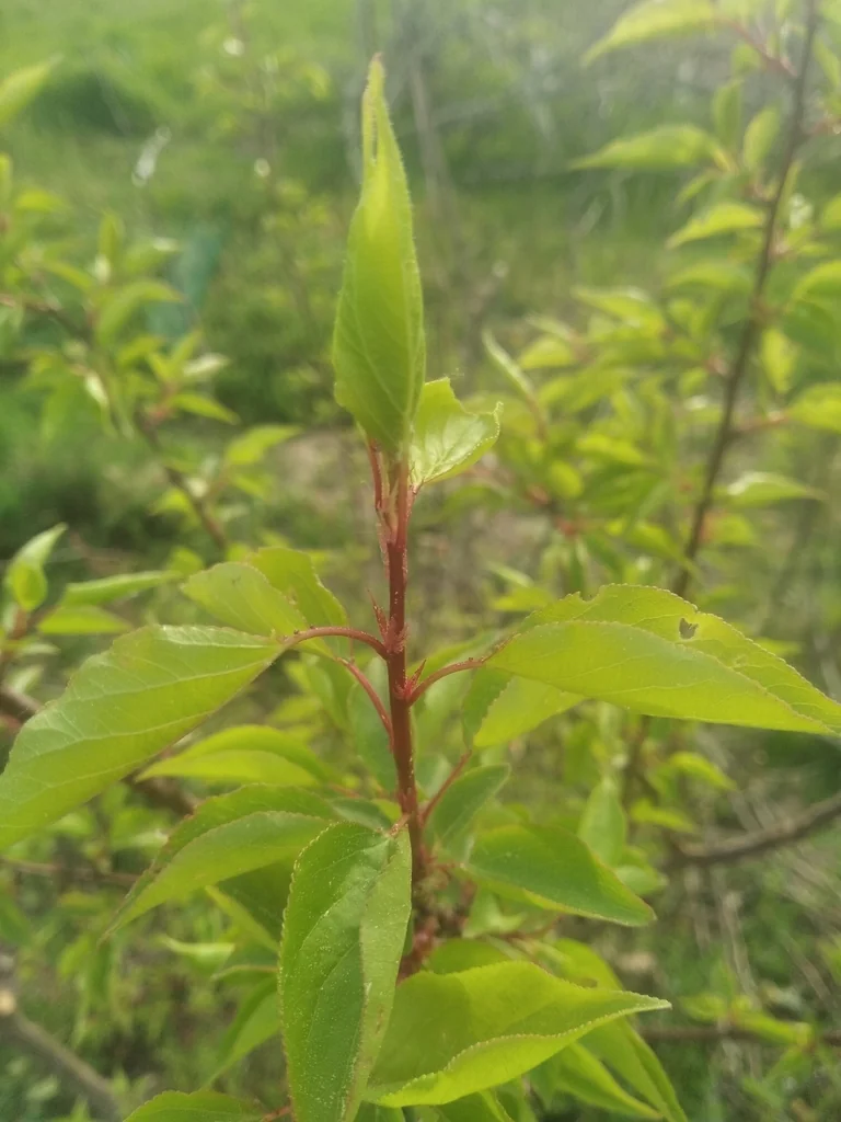 Prunus Armeniaca