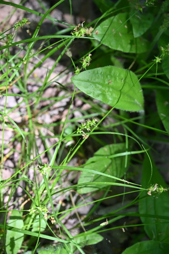 Carex Rosea