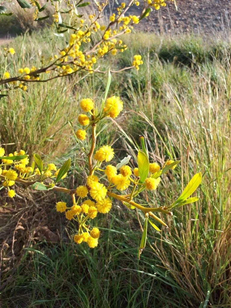 Acacia Saligna
