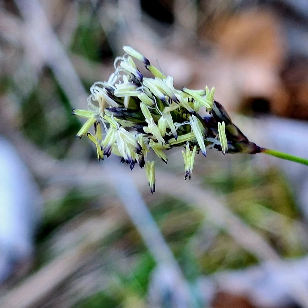 Sesleria Caerulea