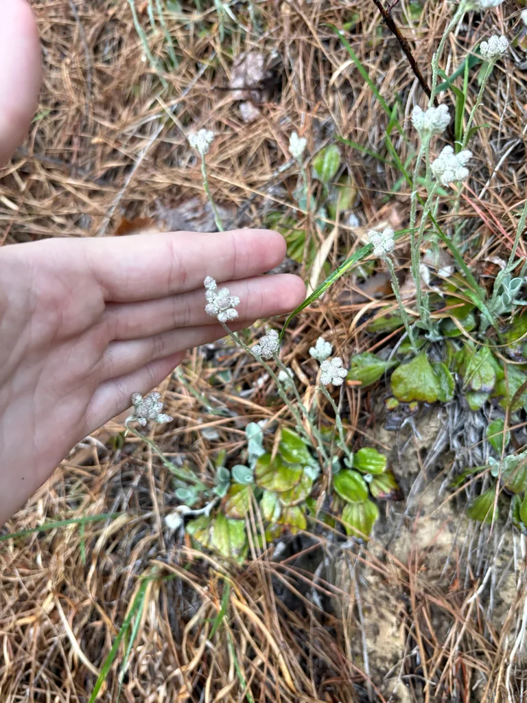 Antennaria Plantaginifolia