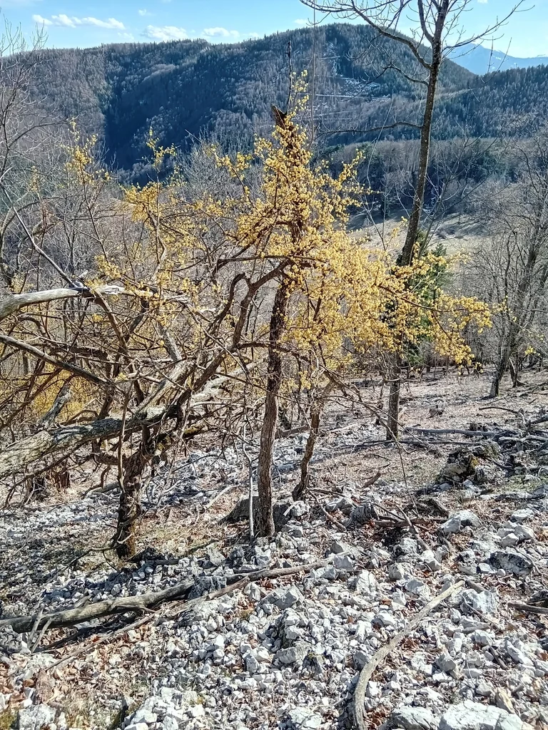 Cornus Mas