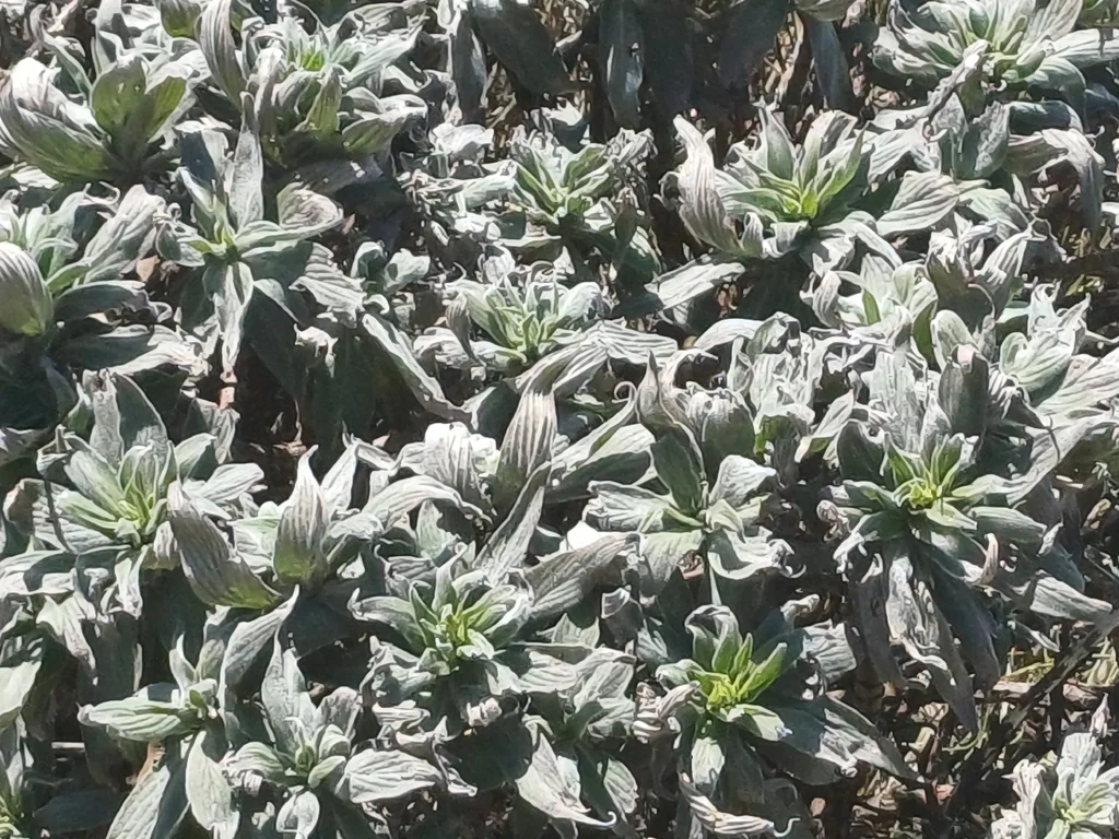 Echium Candicans