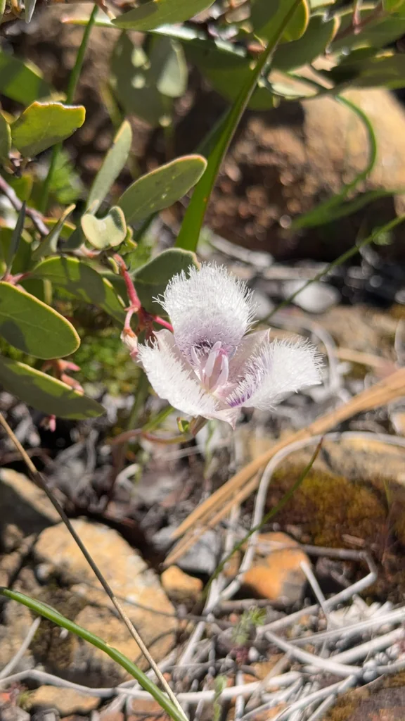 Calochortus Tolmiei