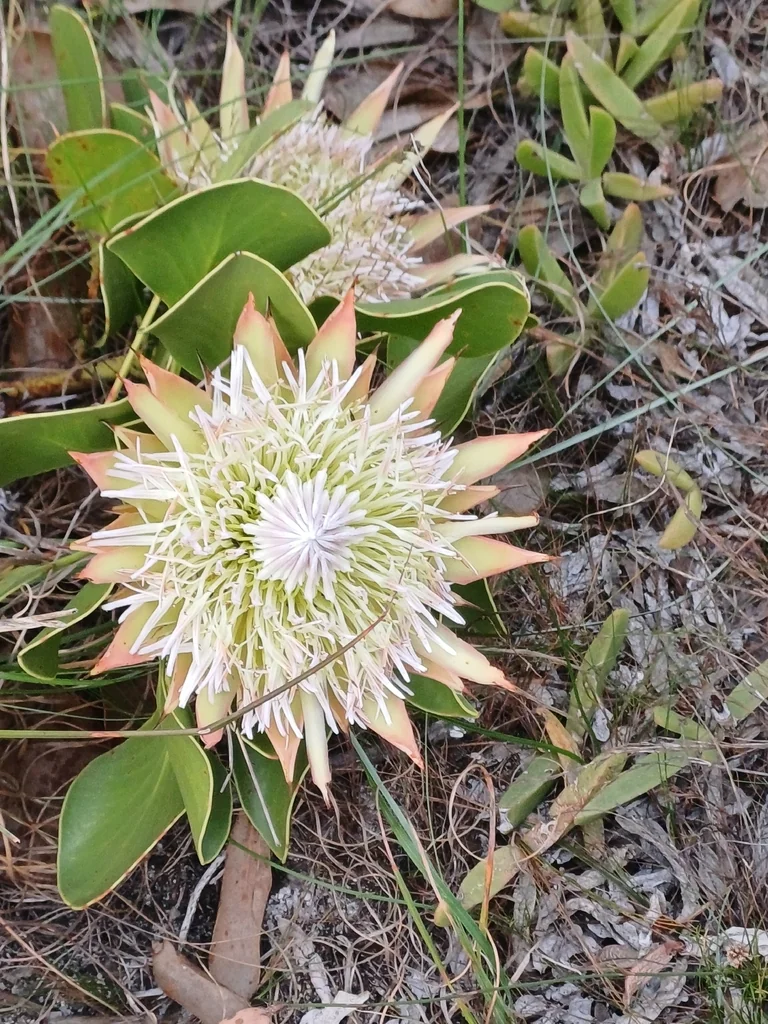 Protea Cynaroides