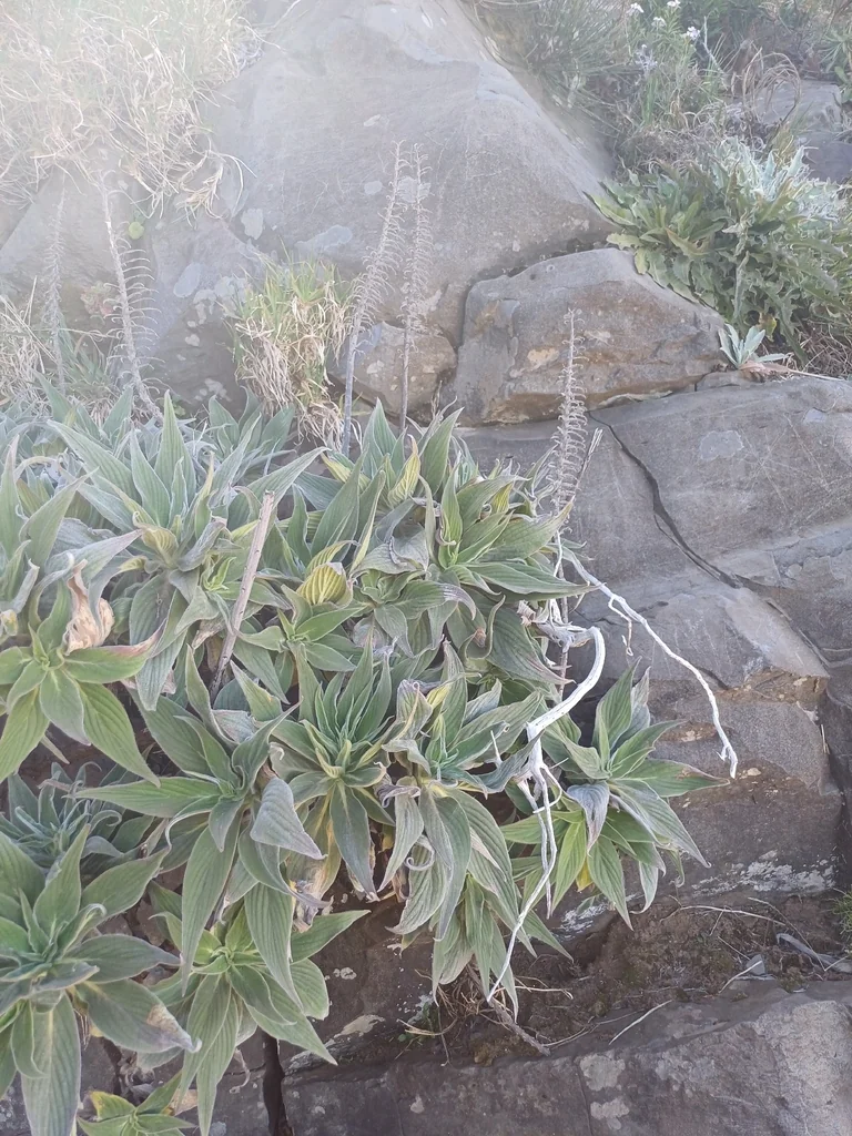 Echium Candicans