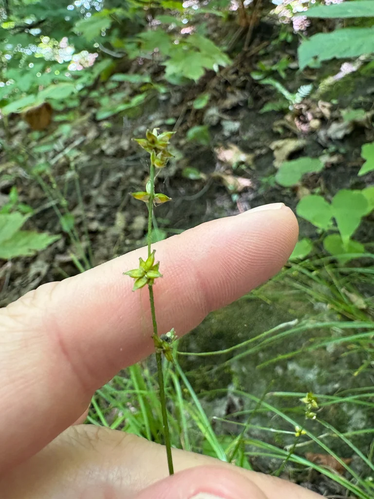 Carex Rosea