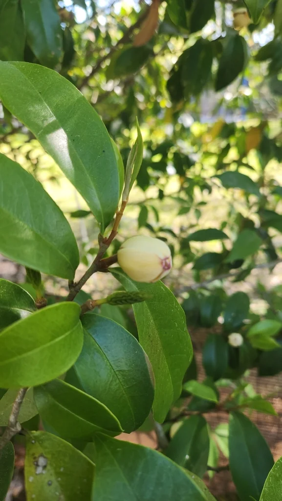 Magnolia Figo