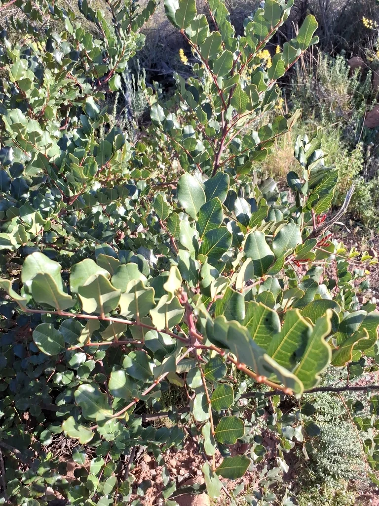 Ceratonia Siliqua