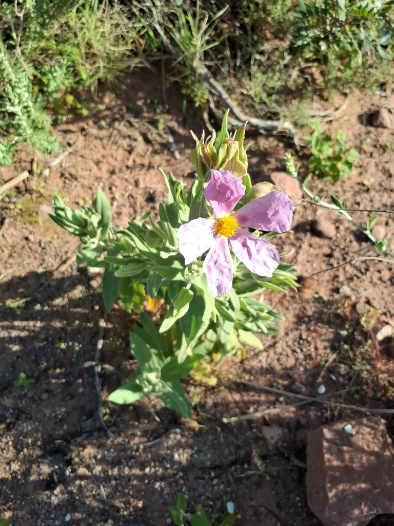 Cistus Albidus