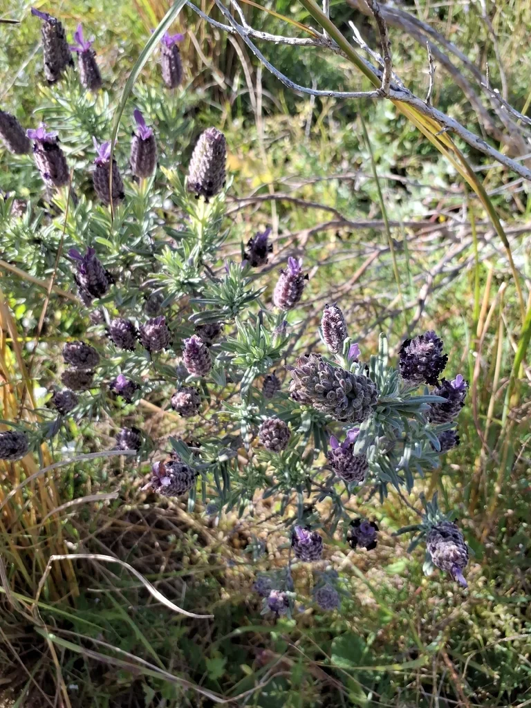 Lavandula Stoechas