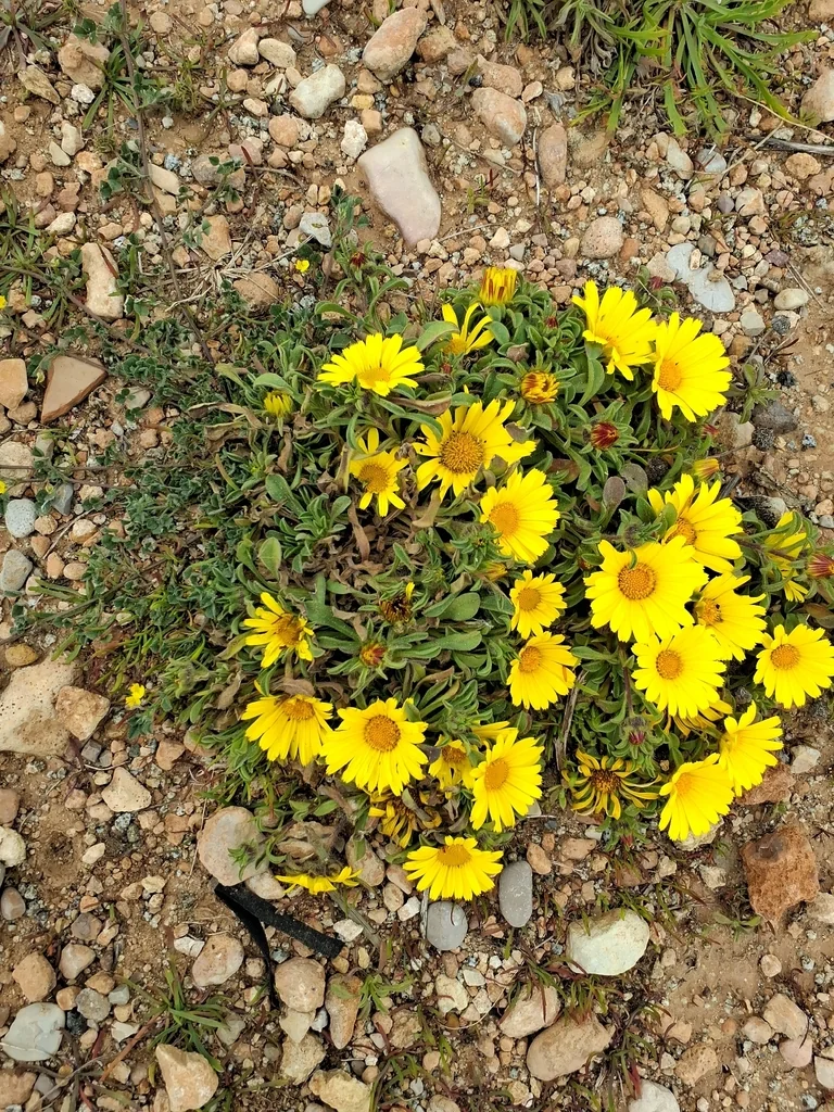 Asteriscus Maritimus