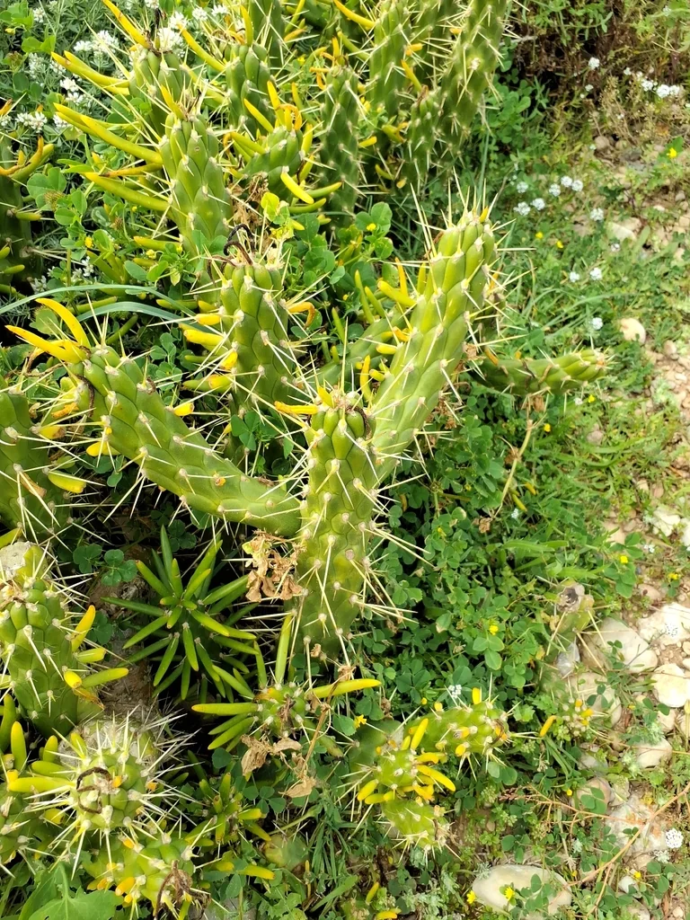 Opuntia Subulata