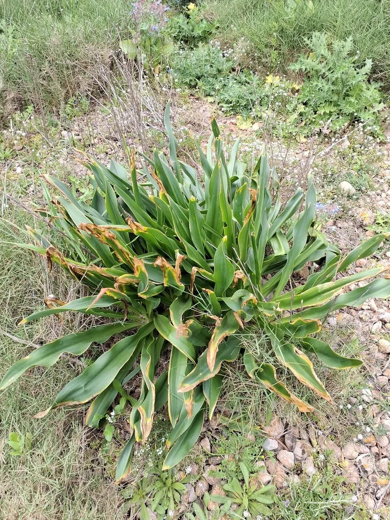 Drimia maritima