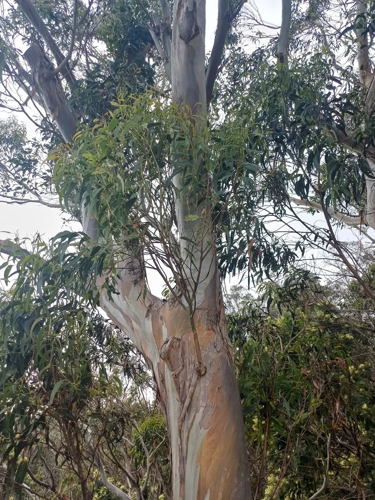 Eucalyptus Globulus